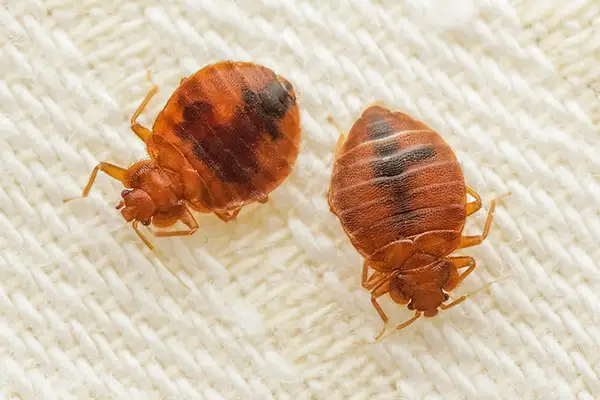 bedbugs